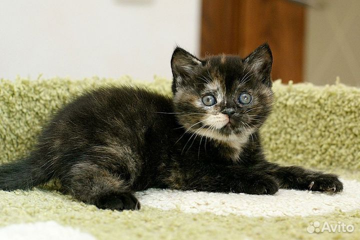 Британский котенок Девочка Привита Документы
