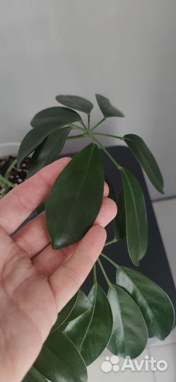 Цветок шефлера