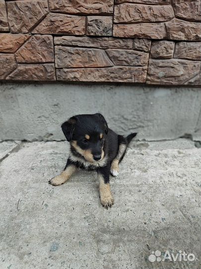 Собака в добрые руки отдам бесплатно