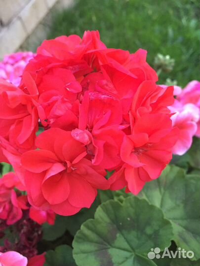 Пеларгония герань. Выкопаю при покупке из грунта