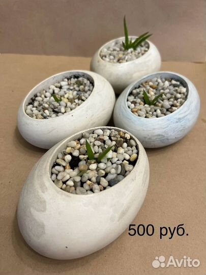 Суккуленты
