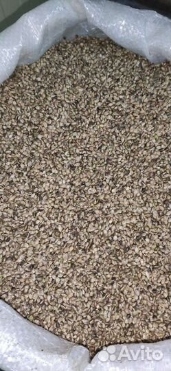 Семена конопли