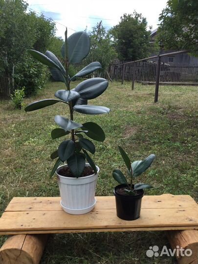 Фикус / комнатные цветы