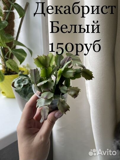 Комнатные цветы