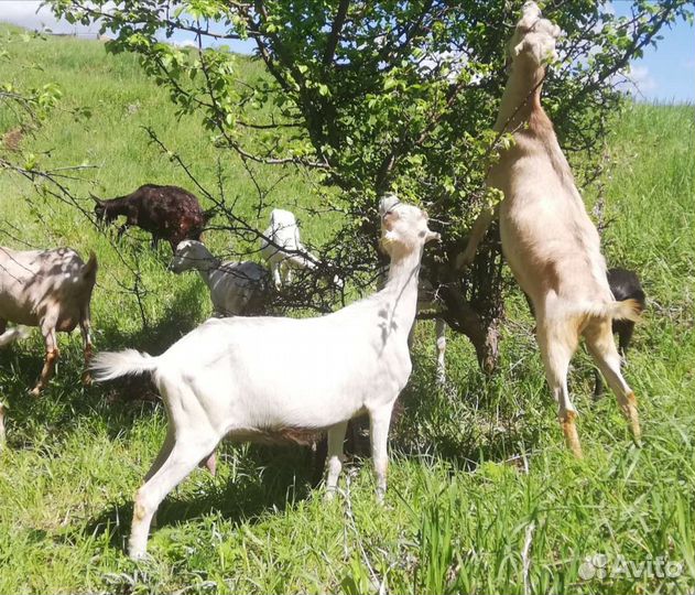 Козы ламанча