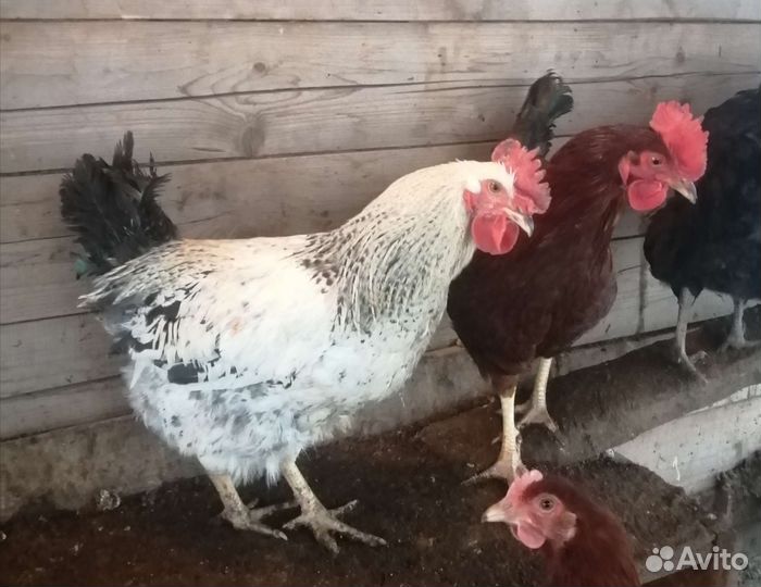 Петухи Доминант