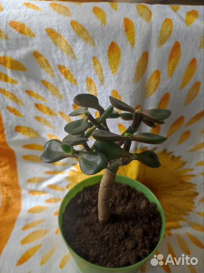 Крассула толстянка