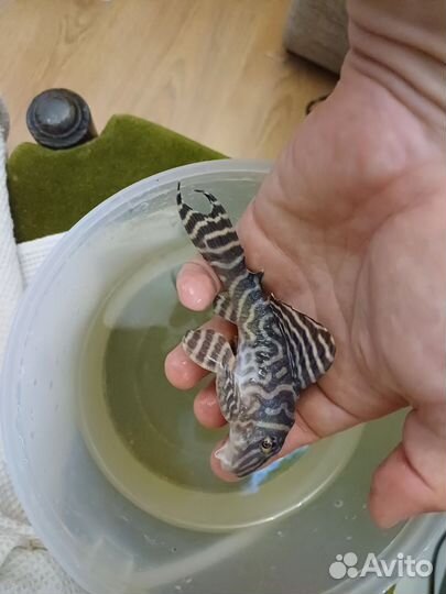 Сомы: l393, l333, 401, коридорас золотистый