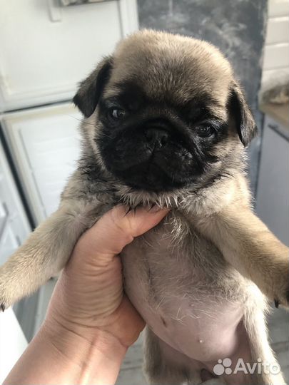 Малыши для души