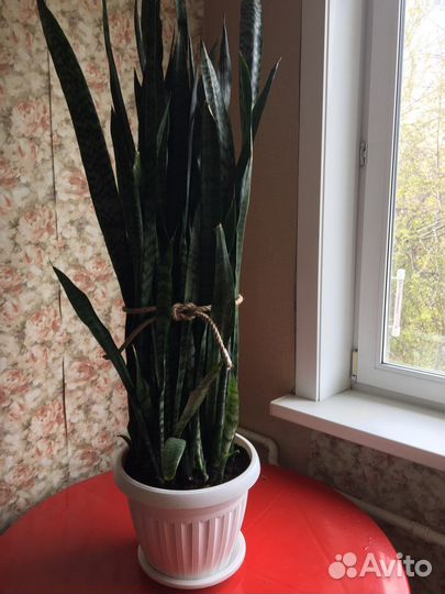 Сансевиерия