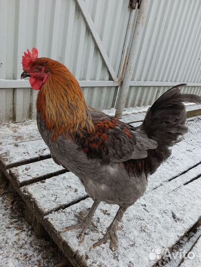 Молодые петухи