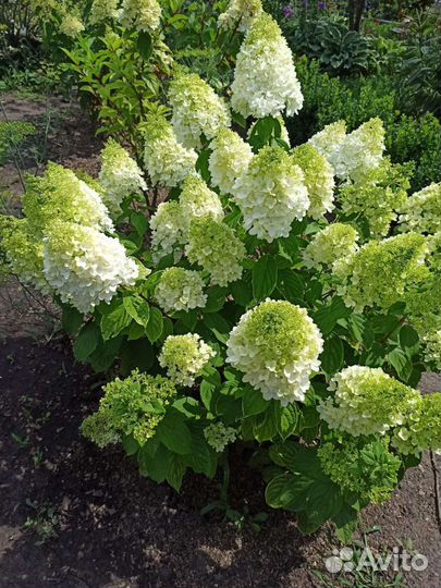 Гортензия метельчатая