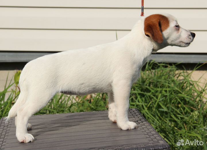 Щенки мини Джек Рассел терьера РКФ