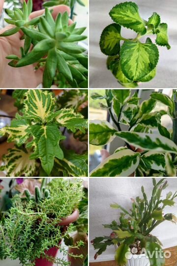 Суккуленты и другие растения