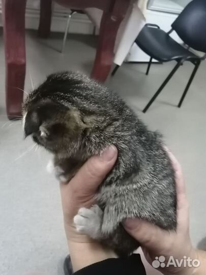 Кошечка вислоухая