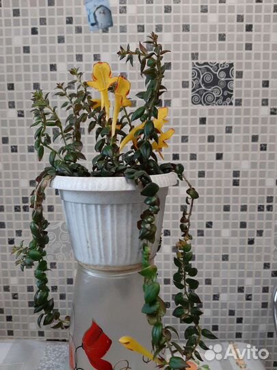 Колумбия сорт Карнавал