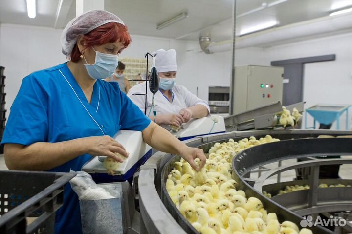 Работа на птицефабрике: вахтовым методом Пермь