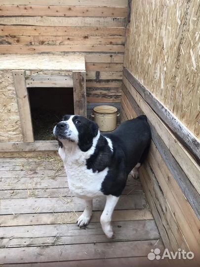 Собака алабай