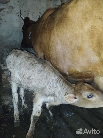 Корова дойная с теленком