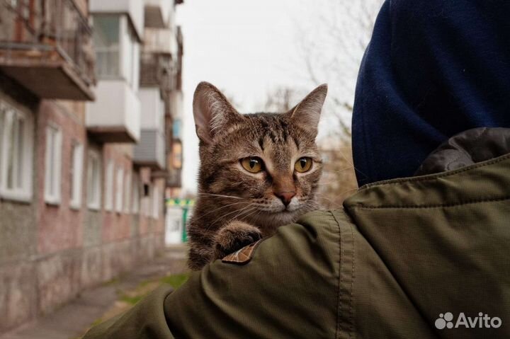 Кот в добрые руки