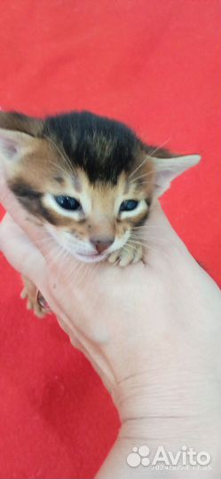 Абиссинские котята