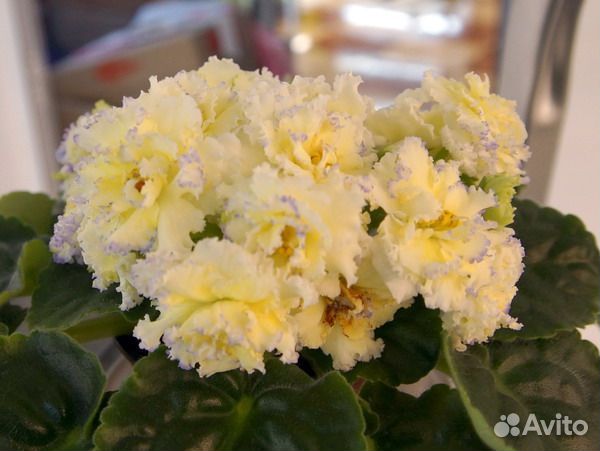 Цветущие фиалки в подарок