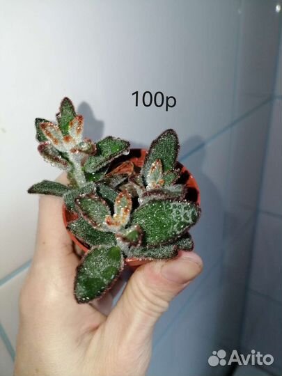 Суккуленты #2