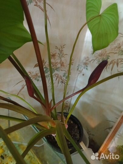 Хамилонема Меги