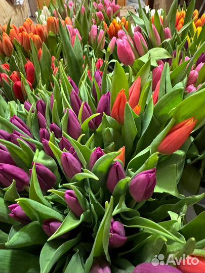 Тюльпаны к 8 марта