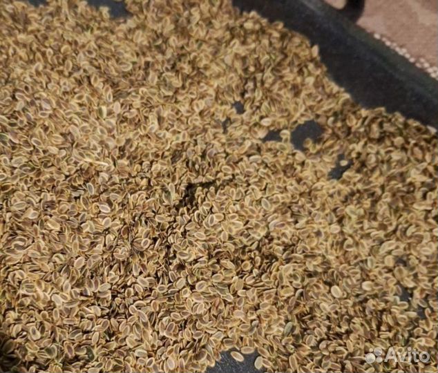 Зерна укропа