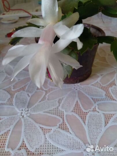 Цветок декабрист Сейчас цветет