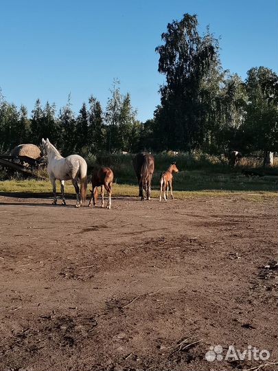 Орловская кобыла