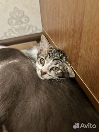 Отдам котенка