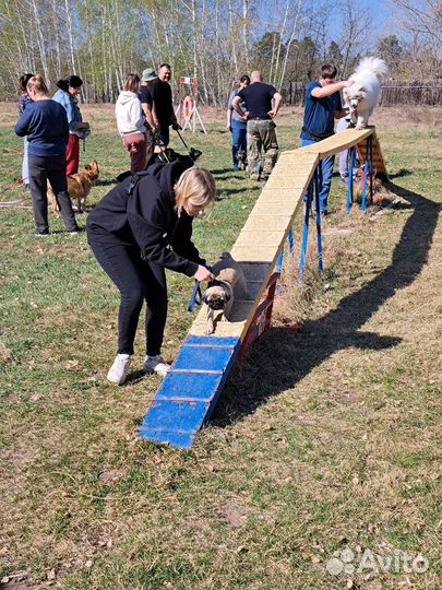 Услуги кинолога, зоопсихолога, дрессировка собак