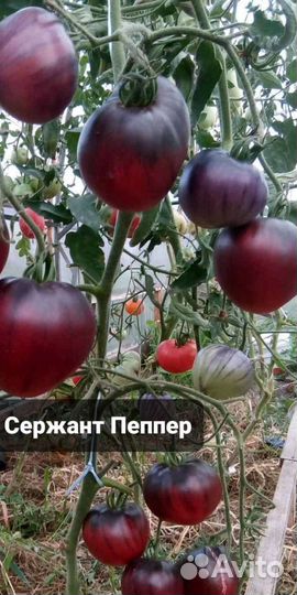 Семена коллекционных томатов