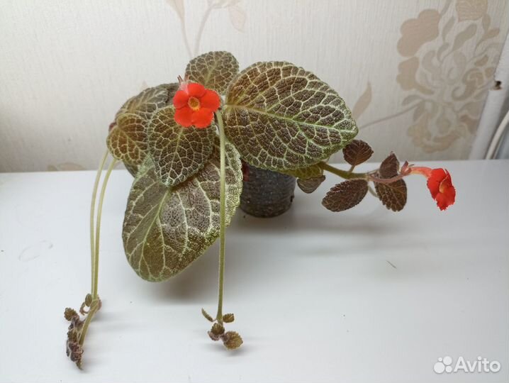 Эписции сортовые