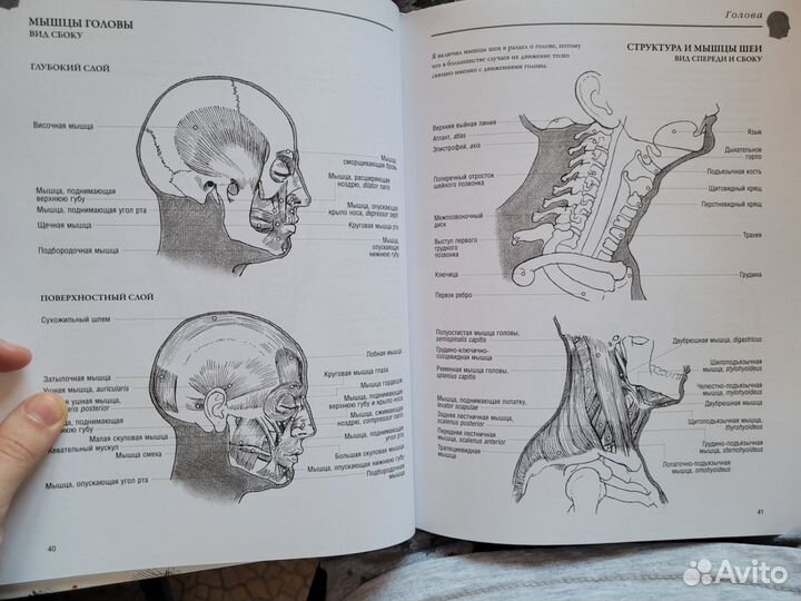 Анатомия для художников