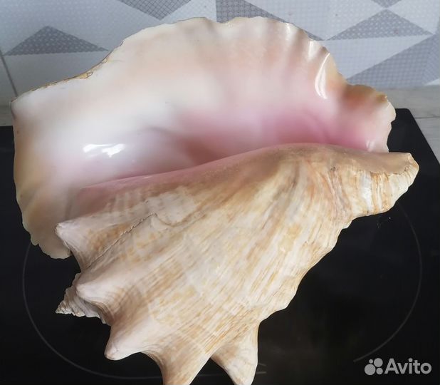 Ракушка морская большая