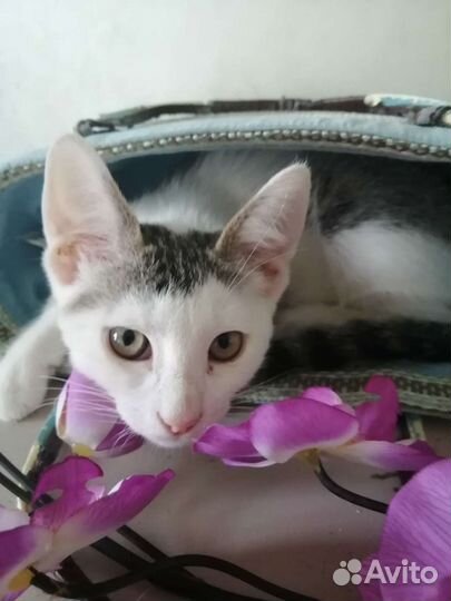 Кошечка 3 месяца