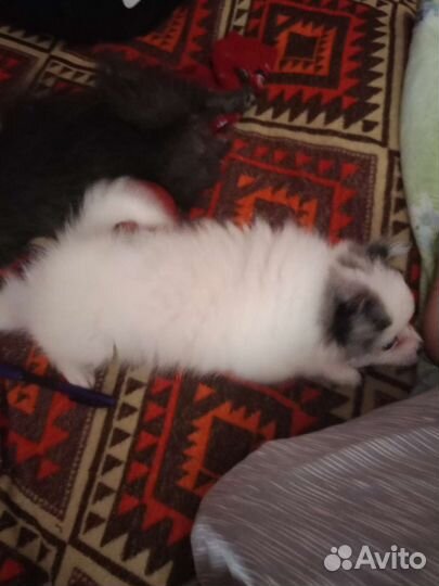 Щенки померанский