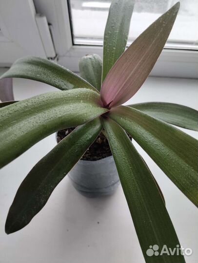 Рео Пестрое