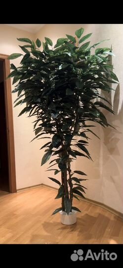 Искуственное дерево манго, искуственные растения