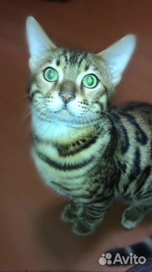 Бенгальский кот вязка