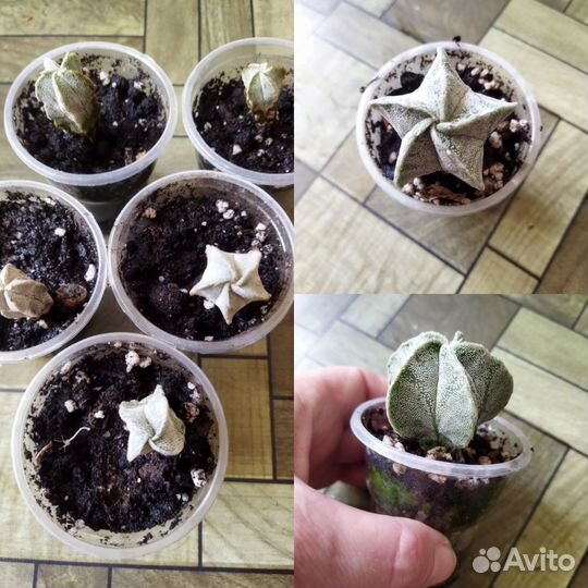 Комнатные растения