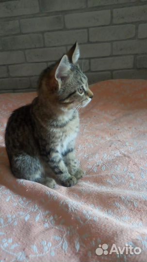 Котенок