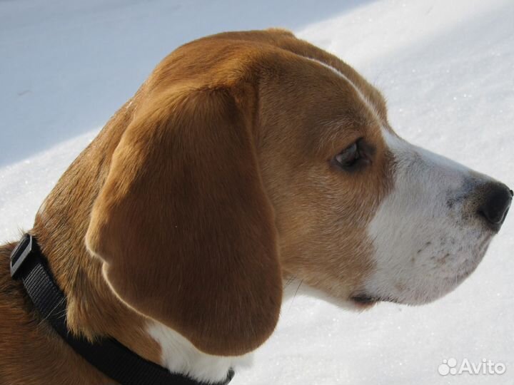 Бигль. Вязка