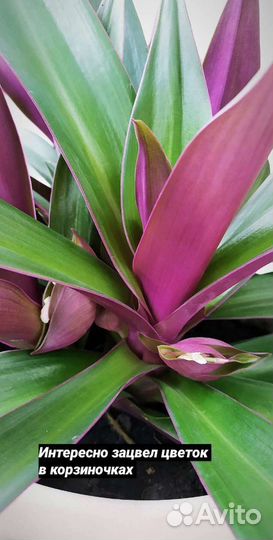 Комнатные растения Рео Традесканция