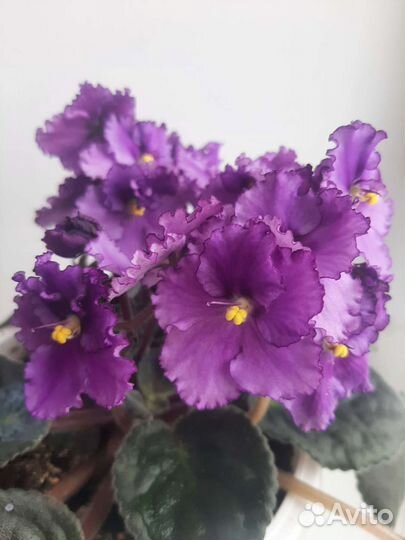 Сортовые фиалки