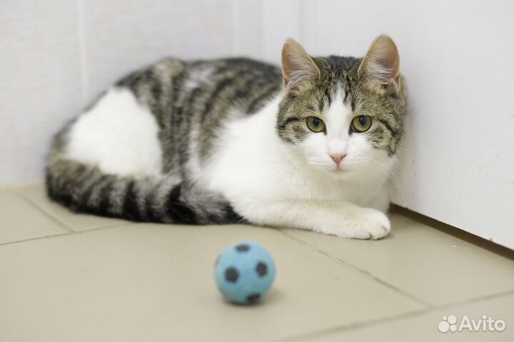 Невероятно трогательная Бася (котёнок, 6 месяцев)