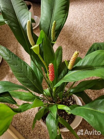 Антуриум Бейкера